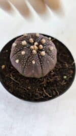 ASTROPHYTUM ASTERIAS “Purple”  Nº 864 (2) – vaso 09 - Imagem 7