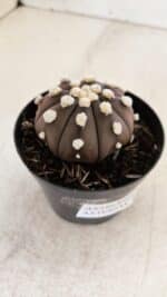 ASTROPHYTUM ASTERIAS “Purple”  Nº 864 – vaso 09 - Imagem 6