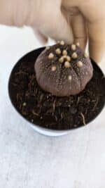 ASTROPHYTUM ASTERIAS “Purple”  Nº 864 (2) – vaso 09 - Imagem 6