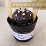 ASTROPHYTUM ASTERIAS “Purple”  Nº 864 – vaso 09