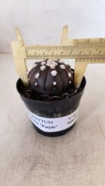 ASTROPHYTUM ASTERIAS “Purple”  Nº 864 – vaso 09