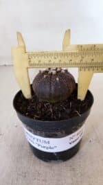 ASTROPHYTUM ASTERIAS “Purple”  Nº 864 (2) – vaso 09 - Imagem 4