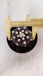 ASTROPHYTUM ASTERIAS “Purple”  Nº 864 – vaso 09 - Imagem 5