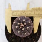 ASTROPHYTUM ASTERIAS “Purple”  Nº 864 (2) – vaso 09