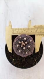 ASTROPHYTUM ASTERIAS “Purple”  Nº 864 (2) – vaso 09