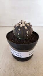ASTROPHYTUM ASTERIAS “Purple”  Nº 865 (2) – vaso 09 - Imagem 2