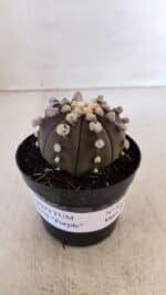 ASTROPHYTUM ASTERIAS “Purple”  Nº 865 – vaso 09 - Imagem 2