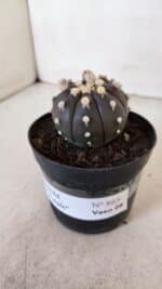 ASTROPHYTUM ASTERIAS “Purple”  Nº 865 (2) – vaso 09 - Imagem 9