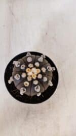 ASTROPHYTUM ASTERIAS “Purple”  Nº 865 – vaso 09 - Imagem 10