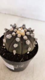 ASTROPHYTUM ASTERIAS “Purple”  Nº 865 – vaso 09 - Imagem 9