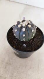 ASTROPHYTUM ASTERIAS “Purple”  Nº 865 (2) – vaso 09 - Imagem 8