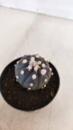 ASTROPHYTUM ASTERIAS “Purple”  Nº 865 (2) – vaso 09 - Imagem 7