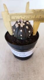 ASTROPHYTUM ASTERIAS “Purple”  Nº 865 (2) – vaso 09