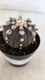 ASTROPHYTUM ASTERIAS “Purple”  Nº 865 – vaso 09 - Imagem 6