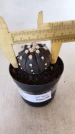 ASTROPHYTUM ASTERIAS “Purple”  Nº 865 (2) – vaso 09 - Imagem 6