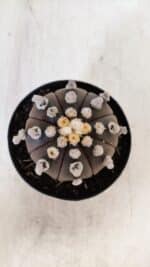 ASTROPHYTUM ASTERIAS “Purple”  Nº 865 – vaso 09 - Imagem 3