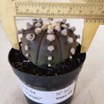 ASTROPHYTUM ASTERIAS “Purple”  Nº 865 – vaso 09