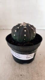 ASTROPHYTUM ASTERIAS “Purple”  Nº 866 (2) – vaso 11 - Imagem 2