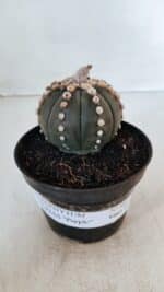 ASTROPHYTUM ASTERIAS “Purple”  Nº 866 – vaso 11 - Imagem 2