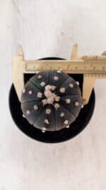 ASTROPHYTUM ASTERIAS “Purple”  Nº 866 (2) – vaso 11 - Imagem 5