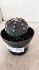 ASTROPHYTUM ASTERIAS “Purple”  Nº 866 (2) – vaso 11 - Imagem 11