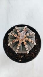 ASTROPHYTUM ASTERIAS “Purple”  Nº 866 – vaso 11 - Imagem 9