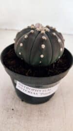 ASTROPHYTUM ASTERIAS “Purple”  Nº 866 (2) – vaso 11 - Imagem 10