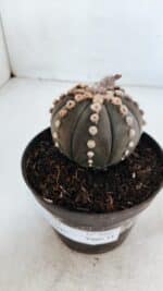 ASTROPHYTUM ASTERIAS “Purple”  Nº 866 – vaso 11 - Imagem 8