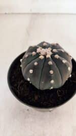 ASTROPHYTUM ASTERIAS “Purple”  Nº 866 (2) – vaso 11 - Imagem 9