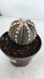 ASTROPHYTUM ASTERIAS “Purple”  Nº 866 – vaso 11 - Imagem 7