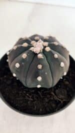 ASTROPHYTUM ASTERIAS “Purple”  Nº 866 (2) – vaso 11 - Imagem 8