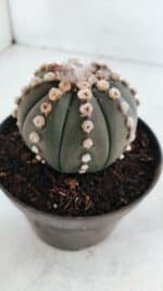 ASTROPHYTUM ASTERIAS “Purple”  Nº 866 – vaso 11 - Imagem 6