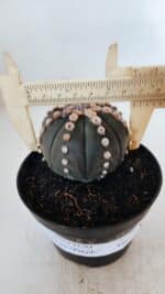 ASTROPHYTUM ASTERIAS “Purple”  Nº 866 – vaso 11