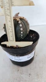 ASTROPHYTUM ASTERIAS “Purple”  Nº 866 – vaso 11 - Imagem 4