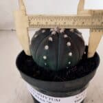 ASTROPHYTUM ASTERIAS “Purple”  Nº 866 (2) – vaso 11
