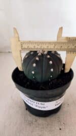 ASTROPHYTUM ASTERIAS “Purple”  Nº 866 (2) – vaso 11