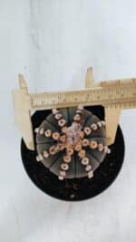 ASTROPHYTUM ASTERIAS “Purple”  Nº 866 – vaso 11 - Imagem 3