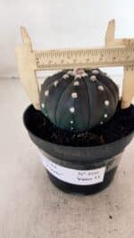 ASTROPHYTUM ASTERIAS “Purple”  Nº 866 (2) – vaso 11 - Imagem 6