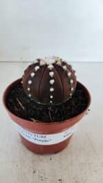 ASTROPHYTUM ASTERIAS “Purple”  Nº 867 – vaso 11 - Imagem 2