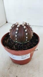 ASTROPHYTUM ASTERIAS “Purple”  Nº 867 – vaso 11 - Imagem 9