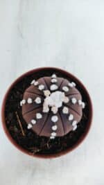 ASTROPHYTUM ASTERIAS “Purple”  Nº 867 – vaso 11 - Imagem 3