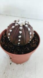 ASTROPHYTUM ASTERIAS “Purple”  Nº 867 – vaso 11 - Imagem 7