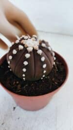 ASTROPHYTUM ASTERIAS “Purple”  Nº 867 – vaso 11 - Imagem 8