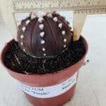 ASTROPHYTUM ASTERIAS “Purple”  Nº 867 – vaso 11