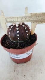 ASTROPHYTUM ASTERIAS “Purple”  Nº 867 – vaso 11