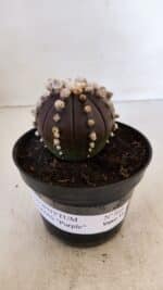 ASTROPHYTUM ASTERIAS “Purple”  Nº 868 – vaso 11 - Imagem 2