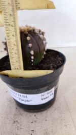 ASTROPHYTUM ASTERIAS “Purple”  Nº 868 – vaso 11 - Imagem 6