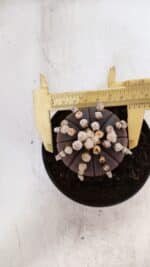 ASTROPHYTUM ASTERIAS “Purple”  Nº 868 – vaso 11 - Imagem 5