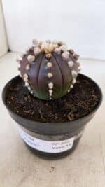 ASTROPHYTUM ASTERIAS “Purple”  Nº 868 – vaso 11 - Imagem 12