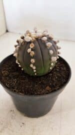 ASTROPHYTUM ASTERIAS “Purple”  Nº 868 – vaso 11 - Imagem 11